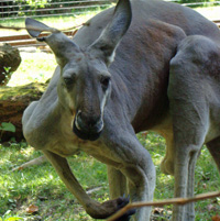 kangaroo